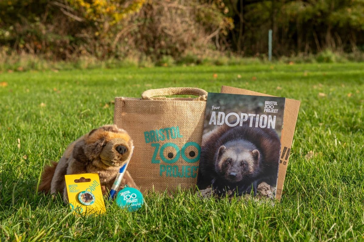 Bristol Zoo adoption kit on grass, featuring a plush animal, tote bag, adoption booklet, and keychain.