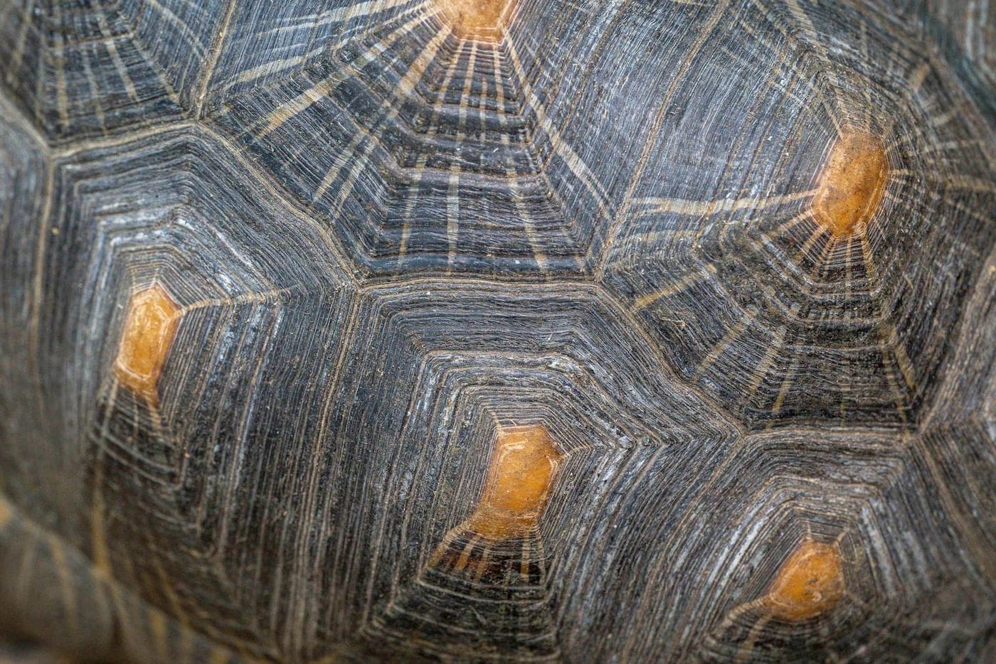 Close-up of a tortoise shell, showing intricate patterns and textures with hexagonal scales and orange-brown markings.