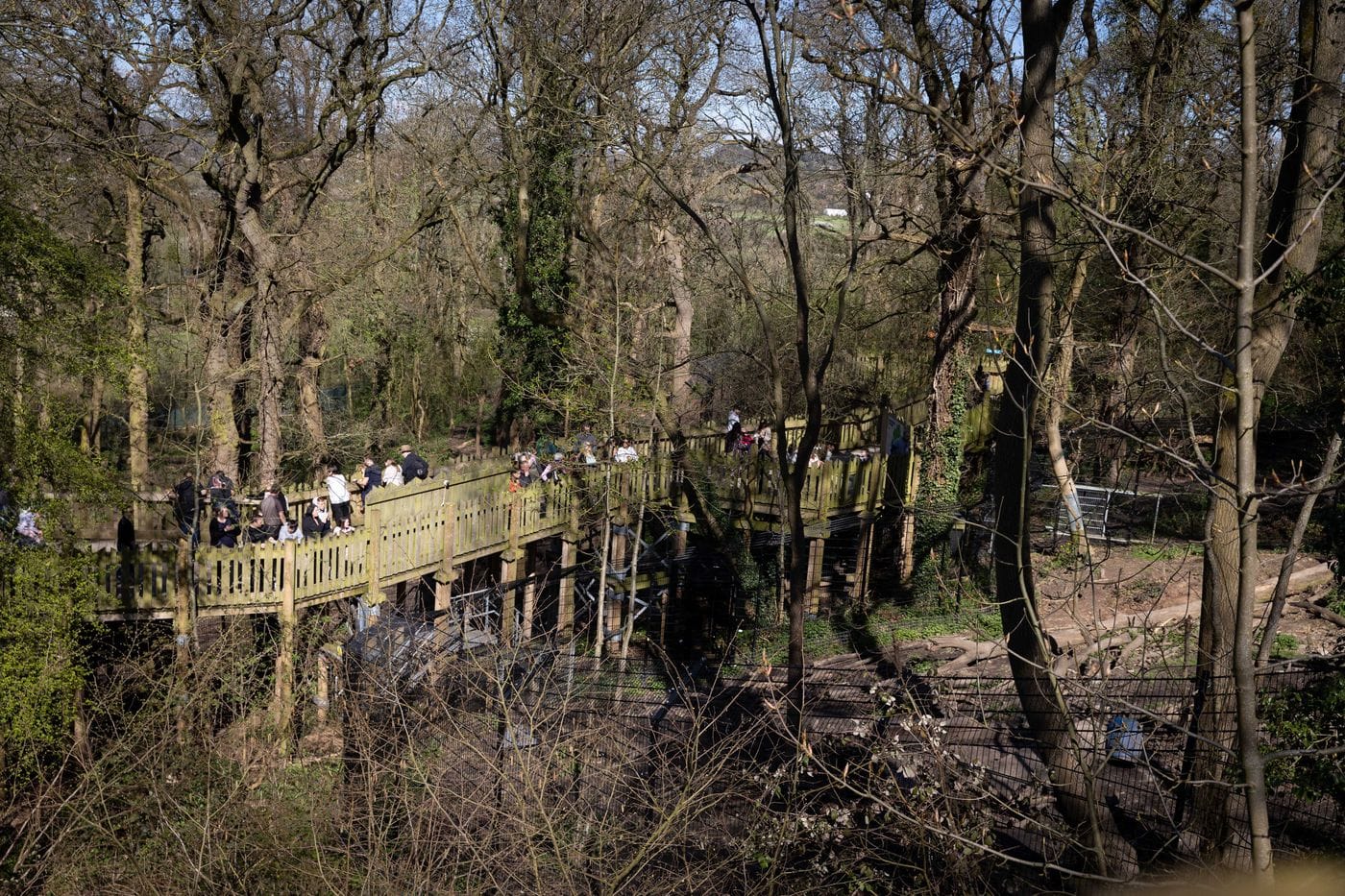 Bear Wood treetop walkway