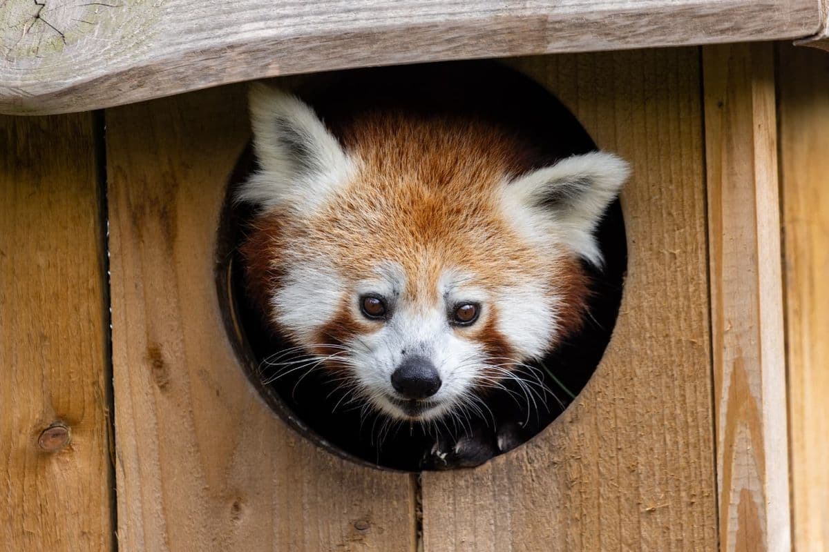 A red panda peeks out of a wooden house