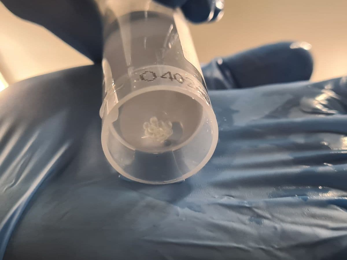 Small fish eggs in a clear test tube held in gloved hands