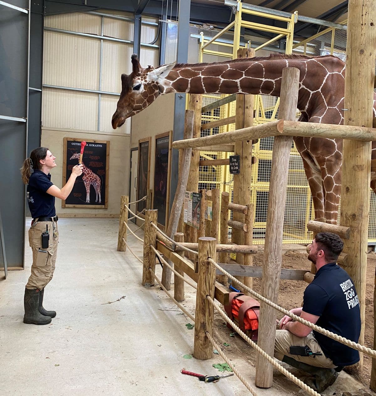 Two animal keepers tending to a giraffe. One standing in front with a red target ball and one kneeling by the giraffe's leg