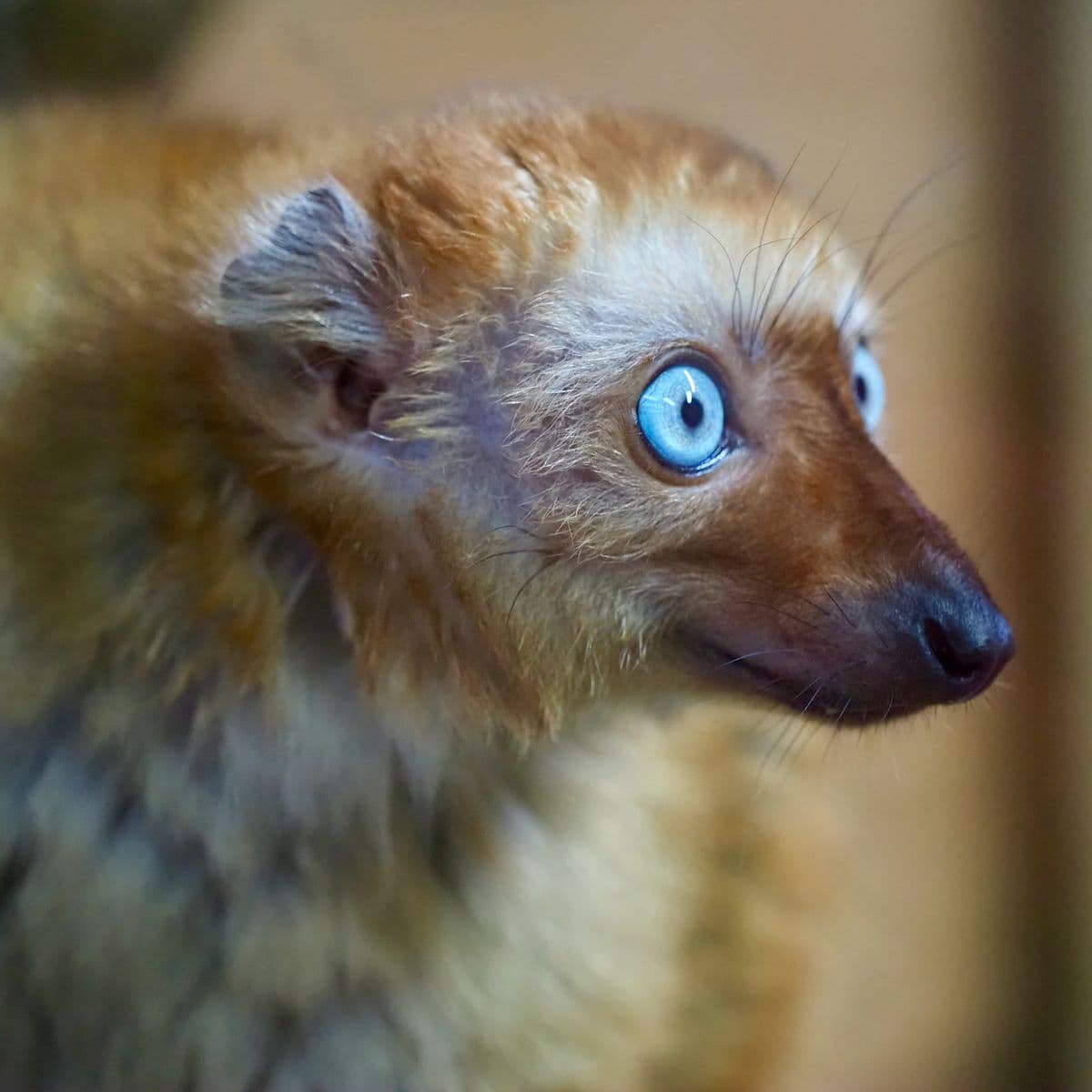 Female blue eyed black lemur - orangey brown coat and piercing blue eyes