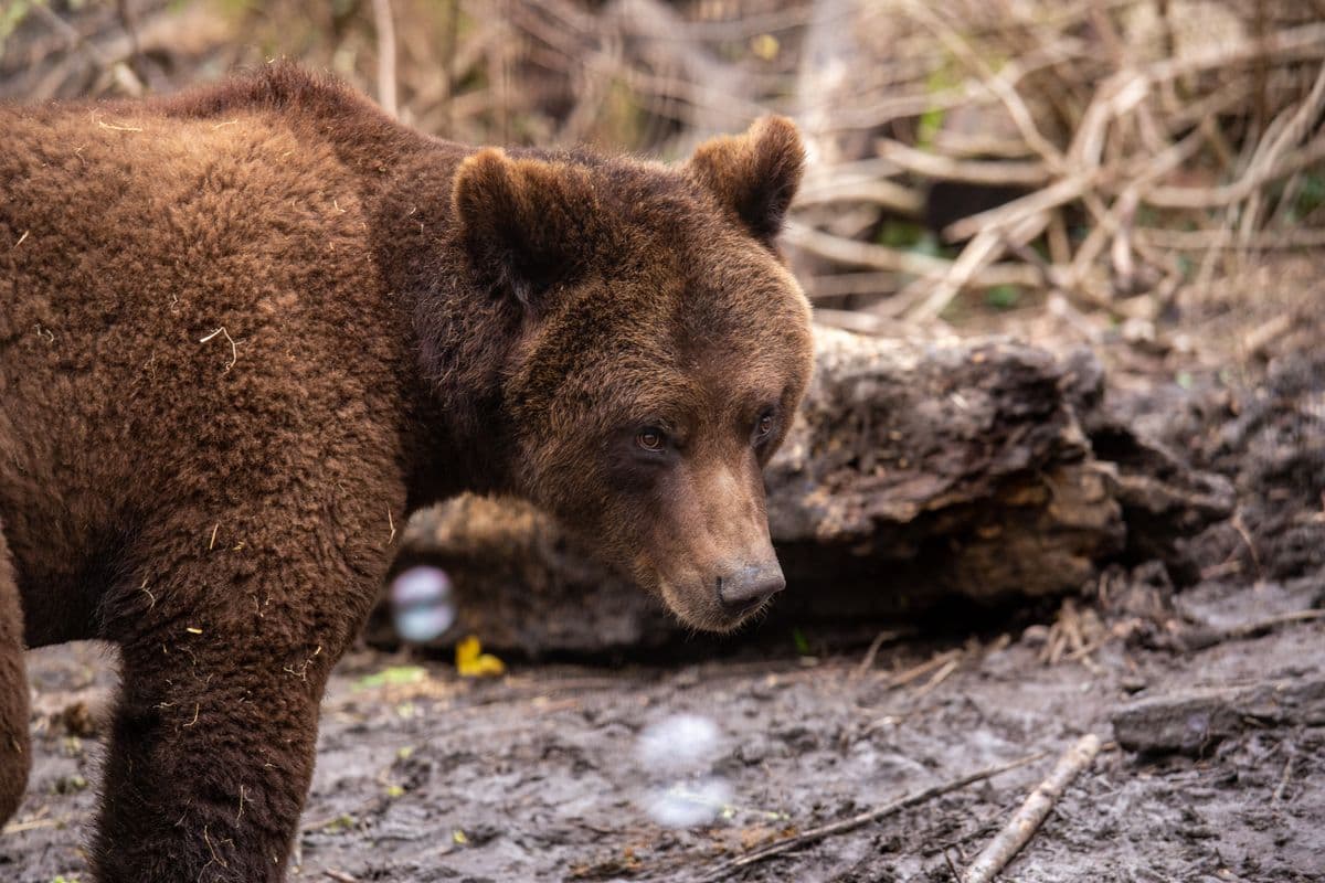 A brown bear in the woods looking forwards off to the right of the camera.