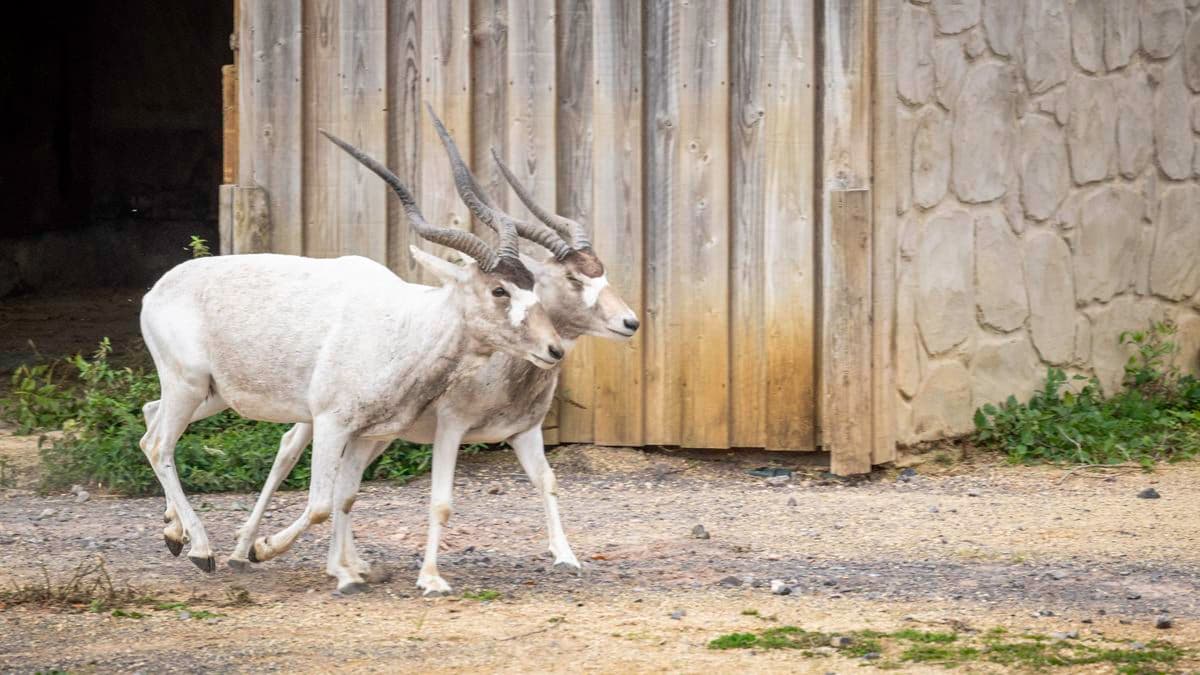 Two addax, antelope with white coats and long horns, walking side by side in front of a building