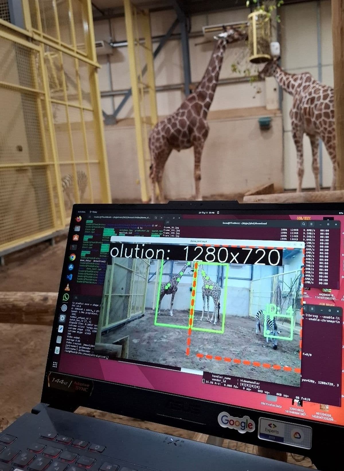 A laptop screen showing giraffes and zebras inside the giraffe house at Bristol Zoo Project being monitored by ground drones